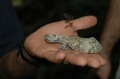 andes, amazon, wildlife, ecuad-13